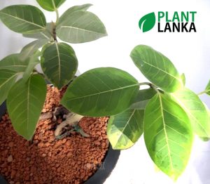 Yellow Ficus (කහ නුග ) Bonsai plant in Sri Lanka by Plant Lanka