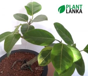 Yellow Ficus (කහ නුග ) Bonsai plant in Sri Lanka by Plant Lanka