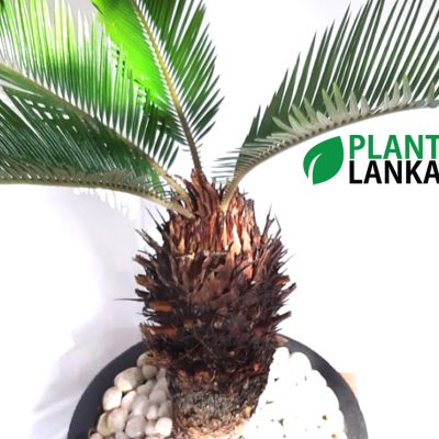 Madu (මඩු) Bonsai Plant from Plant Lanka