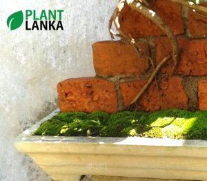 On the rock Nuga (නුග) bonsai plant from Plant Lanka