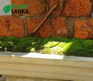 On the rock Nuga (නුග) bonsai plant from Plant Lanka