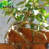 On the rock Nuga (නුග) bonsai plant from Plant Lanka