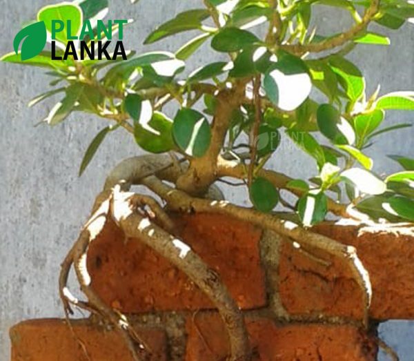 On the rock Nuga (නුග) bonsai plant from Plant Lanka