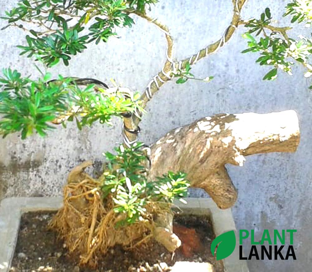 Blue bell bonsai plants from Plant Lanka