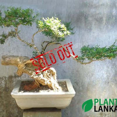 Blue bell bonsai plants from Plant Lanka