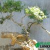 Blue bell bonsai plants from Plant Lanka