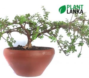 Jade Lucky bonsai plant ( ජේඩ් ලකී ප්ලාන්ට් ) from Plant Lanka