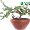 Jade Lucky bonsai plant ( ජේඩ් ලකී ප්ලාන්ට් ) from Plant Lanka