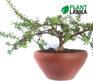 Jade Lucky bonsai plant ( ජේඩ් ලකී ප්ලාන්ට් ) from Plant Lanka