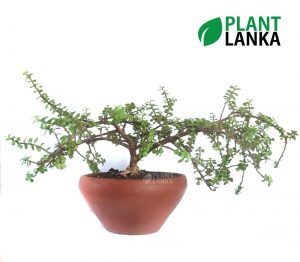 Jade Lucky bonsai plant ( ජේඩ් ලකී ප්ලාන්ට් ) from Plant Lanka