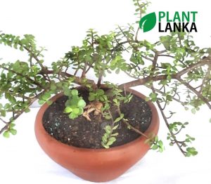 Jade Lucky bonsai plant ( ජේඩ් ලකී ප්ලාන්ට් ) from Plant Lanka