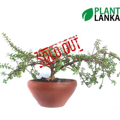 Jade Lucky bonsai plant ( ජේඩ් ලකී ප්ලාන්ට් ) from Plant Lanka