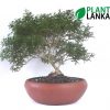 Akteria ( ඇක්ටේරියා ) Bonsai / Indoor plant from Plant Lanka