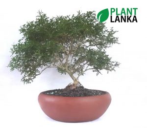 Akteria ( ඇක්ටේරියා ) Bonsai / Indoor plant from Plant Lanka