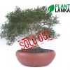 Largest bonsai plant collection in sri lanka
