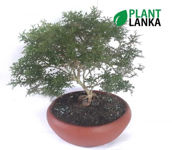 Akteria ( ඇක්ටේරියා ) Bonsai / Indoor plant from Plant Lanka
