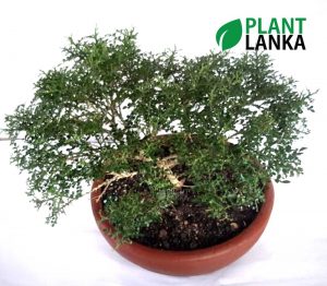 Akteria ( ඇක්ටේරියා ) Bonsai / Indoor plant from Plant Lanka