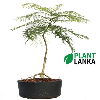 Buy this bonsai tree an learn to grow a bonsai tree