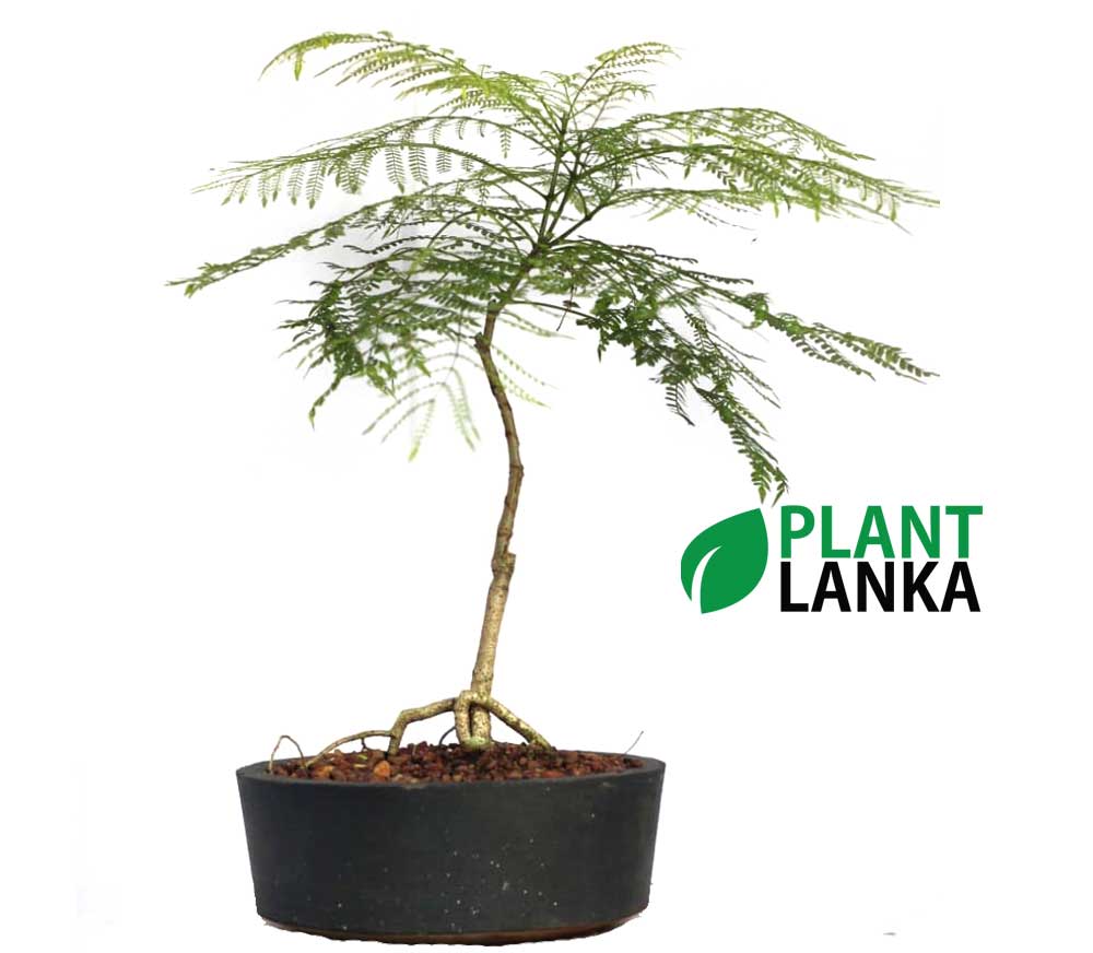 Buy this bonsai tree an learn to grow a bonsai tree