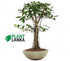 Buy this nuga bonsai tree an learn to grow a bonsai tree