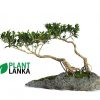 Ornamental ficus bonsai plant