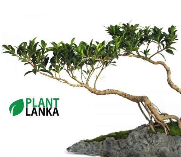 Ornamental ficus bonsai plant