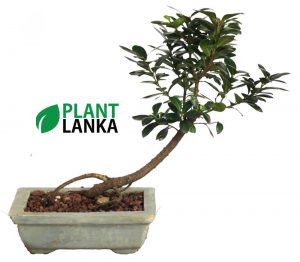 Buy this nuga bonsai tree an learn to grow a bonsai tree