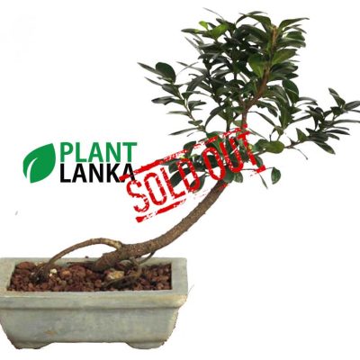Nuga (නුග) indoor plant. 4 to 5 years old