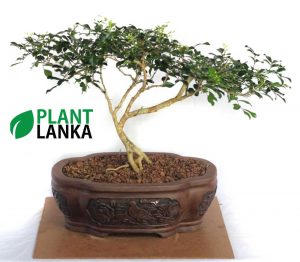 Buy this bonsai tree an learn to grow a bonsai tree