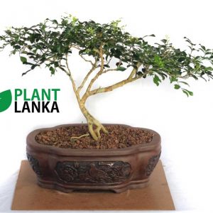 Buy this bonsai tree an learn to grow a bonsai tree
