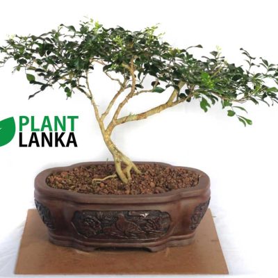 Buy this bonsai tree an learn to grow a bonsai tree