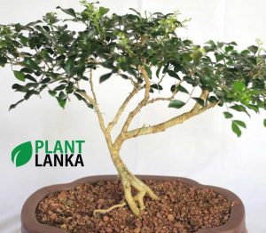 Buy this bonsai tree an learn to grow a bonsai tree