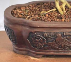 Buy this bonsai tree an learn to grow a bonsai tree