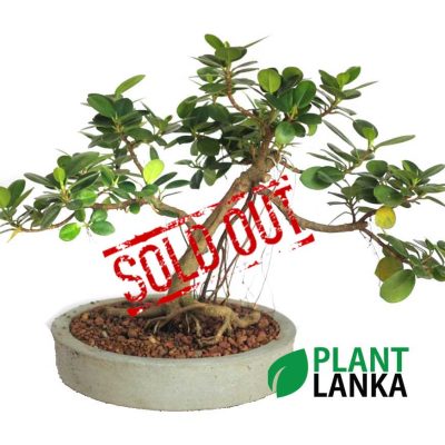 Unique gifts for any occasion - bonsai plants