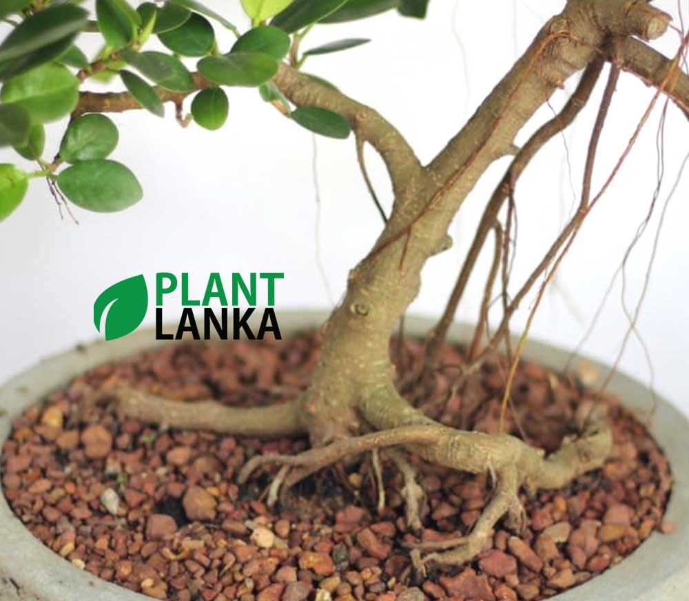 Buy this nuga bonsai tree an learn to grow a bonsai tree
