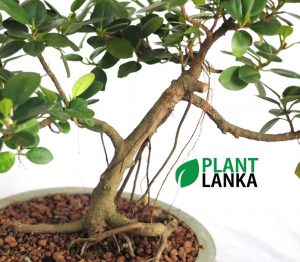 Buy this nuga bonsai tree an learn to grow a bonsai tree