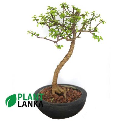 Jade plant also considered as a lucky plant which can be c=kept indoors