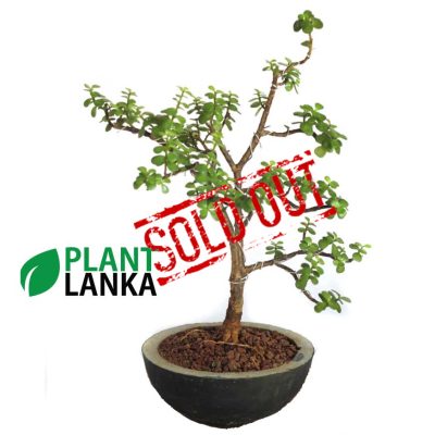 Largest bonsai plant collection in sri lanka