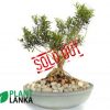 Boxwood indoor ornamental plant. 5-6 years old