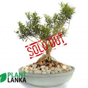 Boxwood indoor ornamental plant. 5-6 years old