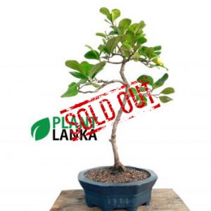Etisalat bonsai plant. 3-4 years old
