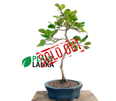Etisalat bonsai plant. 3-4 years old