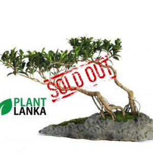 Ornamental bonsai ficus plant 2 in 1