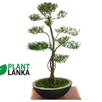 Unique gifts for any occasion - bonsai plants