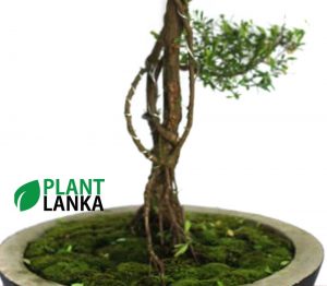 Unique gifts for any occasion - bonsai plants