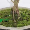 Unique gifts for any occasion - bonsai plants
