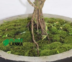 Unique gifts for any occasion - bonsai plants