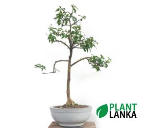 Bonet bonsai indoor plant delivery in sri lanka