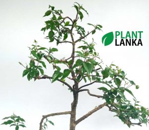 Bonet bonsai indoor plant delivery in sri lanka