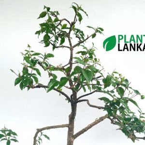 Bonet bonsai indoor plant delivery in sri lanka